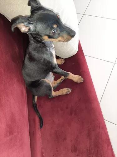 Vende Se Pincher 2 Meses E Meio