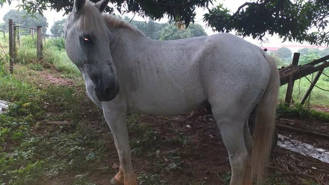 Vende este cavalo