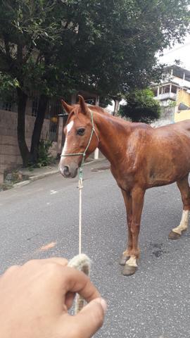 Vende-se ou troco