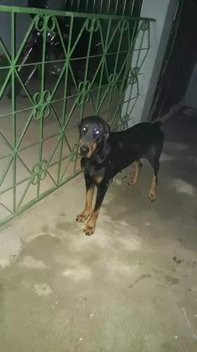 Vendo Doberman Fêmea !!