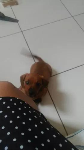 Vendo Filhote De Dachshund