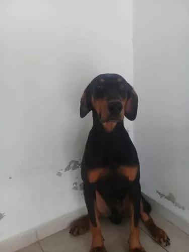 Vendo Filhote De Doberman