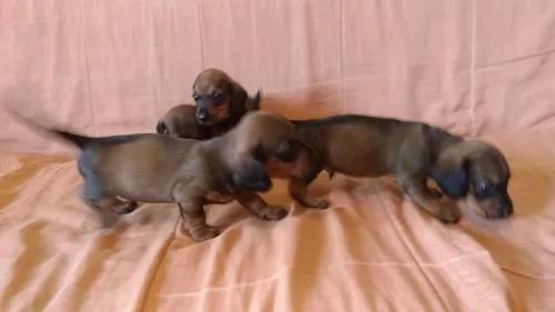 Vendo Filhotes De Basset Dachshund