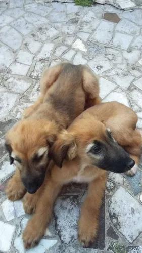 Vendo Lindos Filhotes De Cachorro Da Raça Afgham Hounds