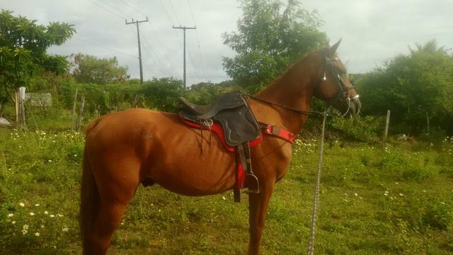 Vendo cavalo QM *