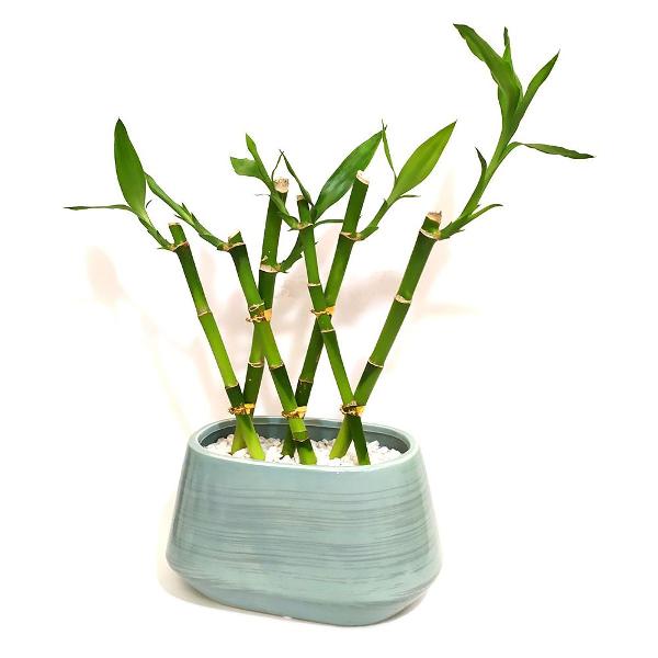 vaso cerâmica com seis hastes de bambu da sorte