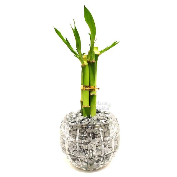 vaso redondo com cinco hastes de bambu da sorte (energia da