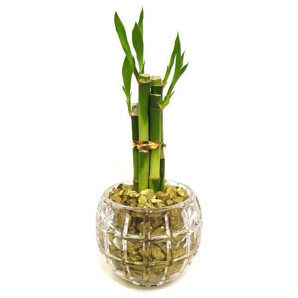vaso redondo com cinco hastes de bambu da sorte (energia do