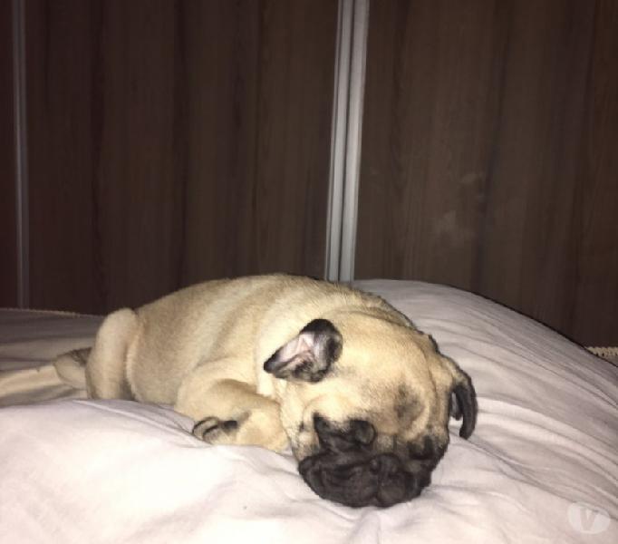 vendo filhote de pug