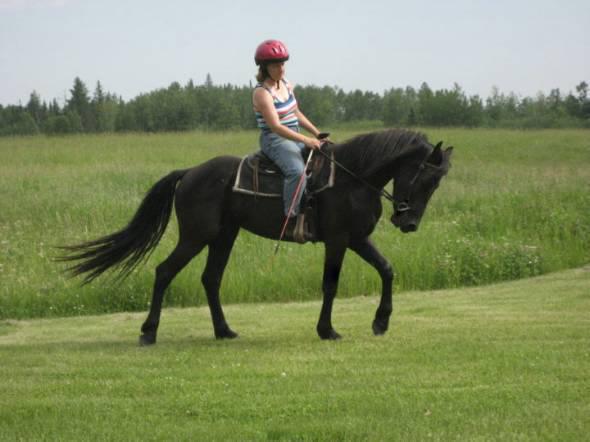 5 anos de idade cavalo Friesian para adoção