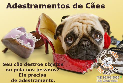 Adestrar Cães São José dos Campos