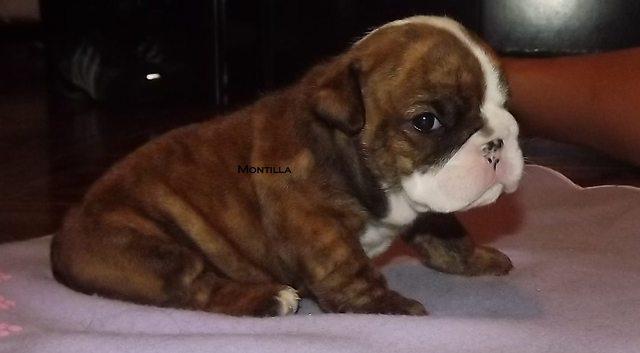 BELISSIMAS FEMEAS DE BULLDOG INGLES, LINHAGEM CAMPEA