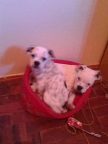 Bulldog campeiro