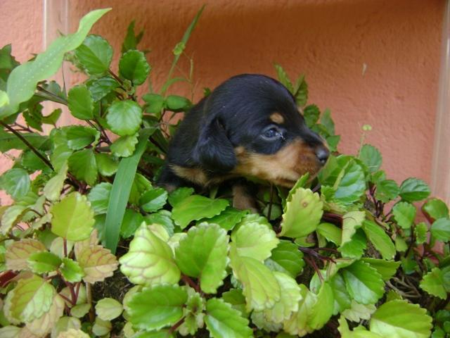 DACHSHUND (TECKEL) ANÃO UM ETERNO APAIXONADO Você quer um