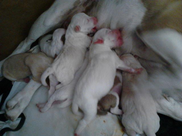 DOA-SE FILHOTE DE PITT BULL MIX