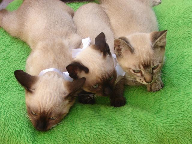 Doa-se 3 lindos gatinhos mix siamês.