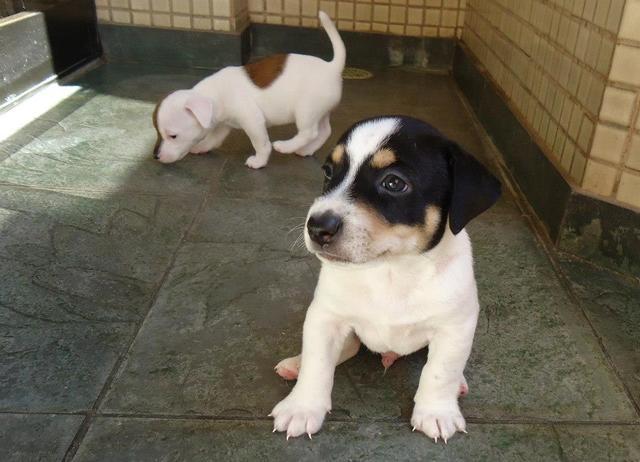 FILHOTE JACK RUSSEL TERRIER - MACHO