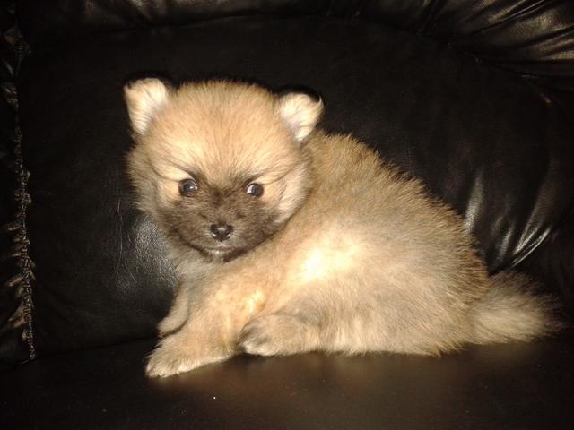Filhote Spitz Alemão (Lulu Da Pomerania) Macho Com 35 Dias