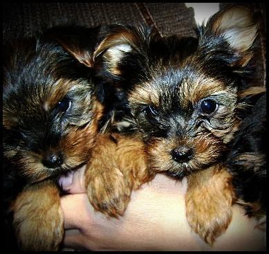 Filhotes De Yorkshire Terrier Disponiveis