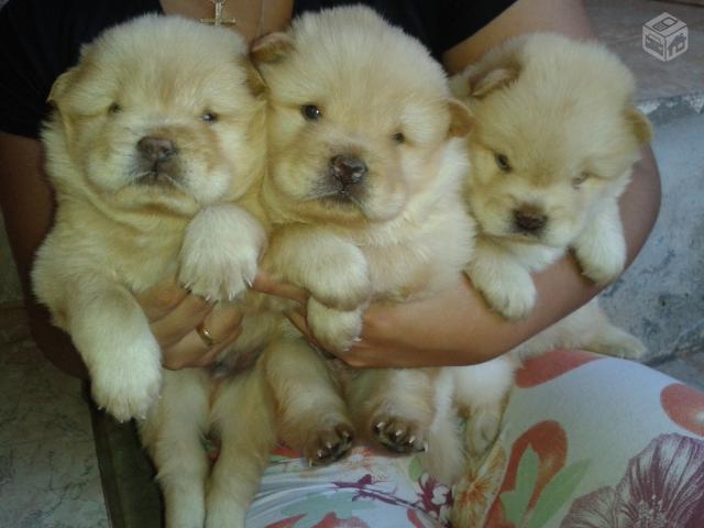 Filhotes de Chow - chow