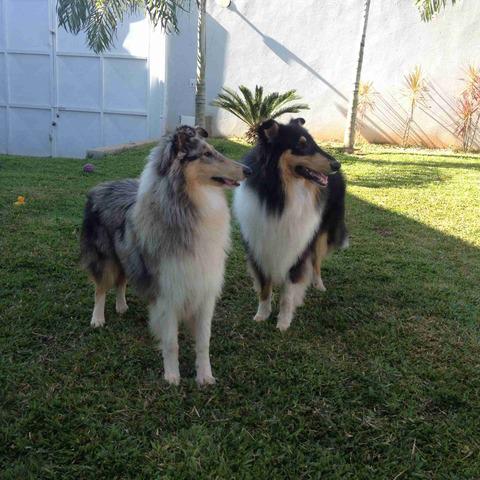 Filhotes de Collie (Lessie)