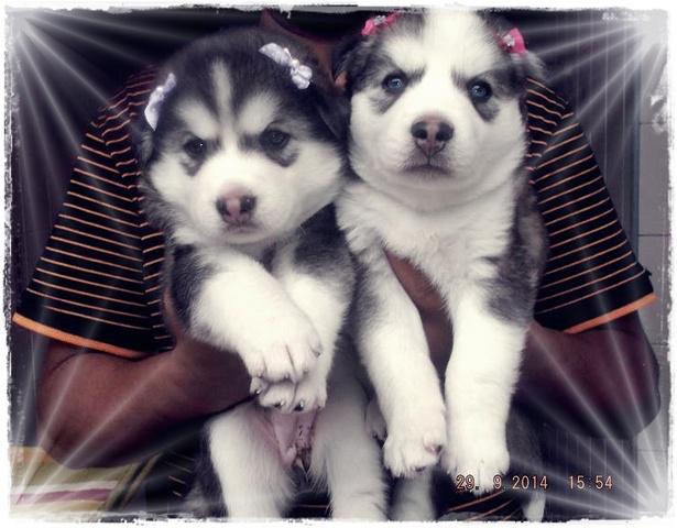 Filhotes de Husky