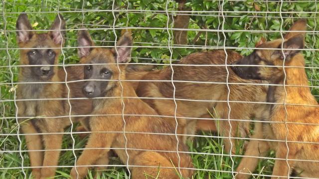 Filhotes de Pastor Belga Malinois