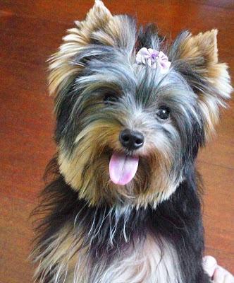 Filhotes de Yorkshire Terrier Com PEDIGREE CBKC