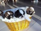 LINDOS FILHOTES DE SHIH TZU DISPONÍVEIS