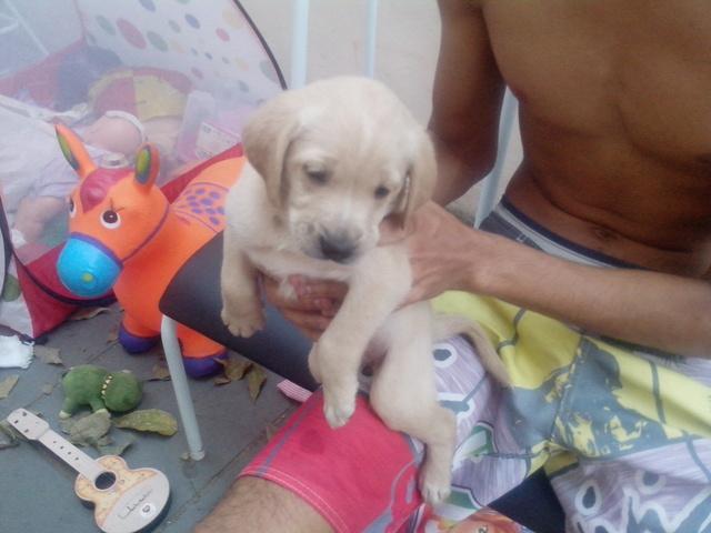 Labradores no Rio de Janeiro