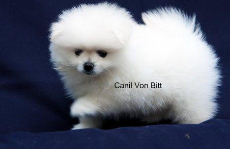 Lindo filhote de lulu da pomerania branco mesmooooo