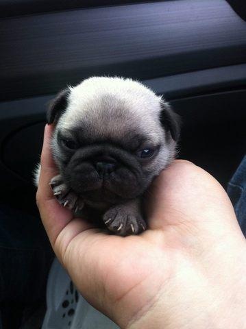 Lindos filhotes de PUG com pedigree, canil em Praia Grande