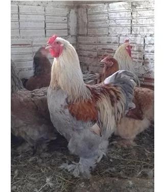 Ovos Galados De Brahma Varias Especies