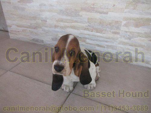 PROMOÇÃO - Vendo filhotes de BASSET HOUND