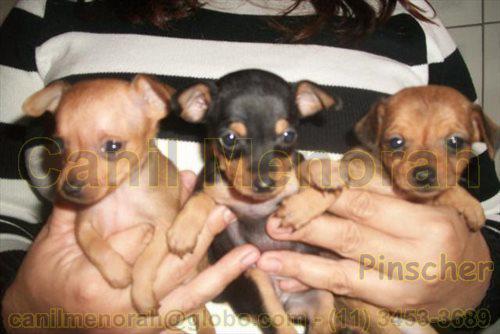 PROMOÇÃO - Vendo filhotes de PINSCHER Nº1