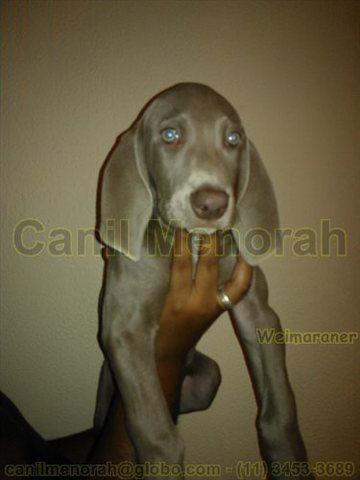 PROMOÇÃO - Vendo filhotes de WEIMARANER