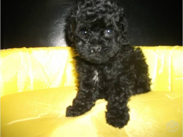 Poodle Toyzinha Pretinha Excelente Oportunidade