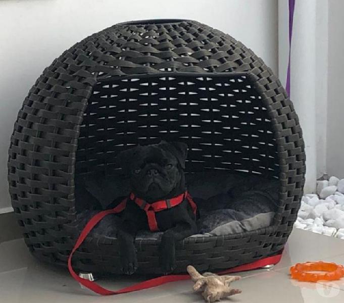 Pug