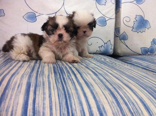 Vendo Lindos Filhotes De Shih-tzu A Pronta Entrega E Em