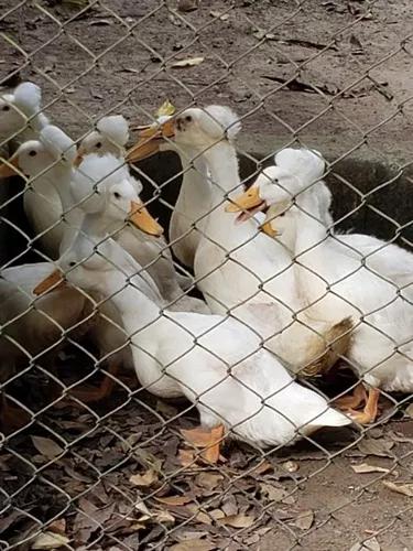 Vendo Marrecos De Pompom Branco