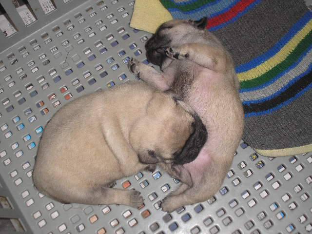 canil new life, filhotes de PUG disponiveis.