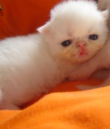 lindissimo filhotinho de gato persa