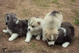 lindos Pomerania cachorros para adopción