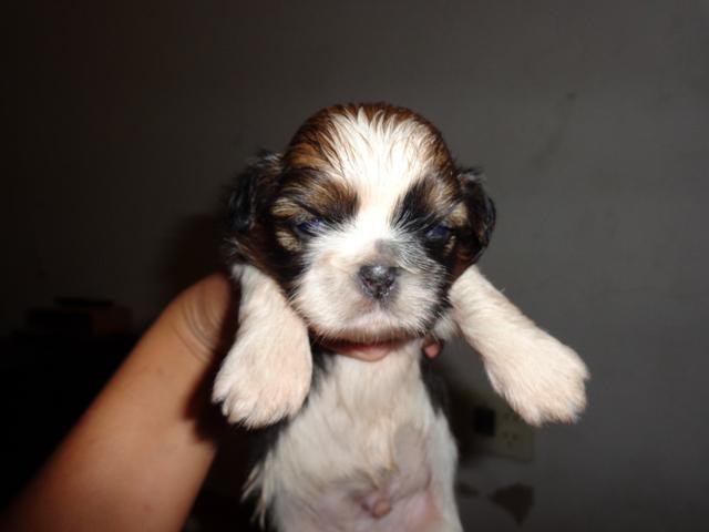 vendo lindos filhotes de shih tzu