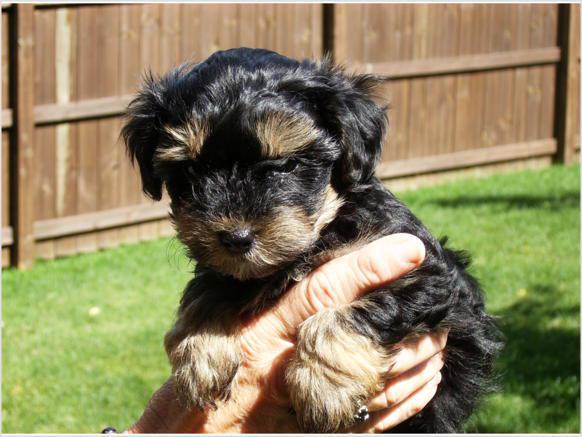 yorkie cachorros machos e fêmeas