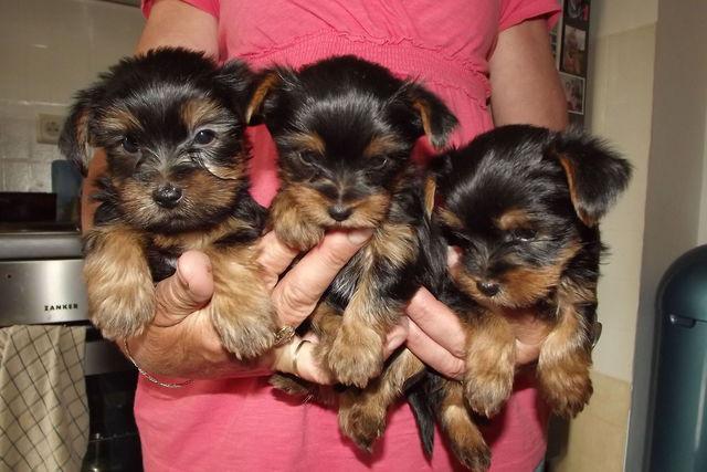 yorkshire cachorros