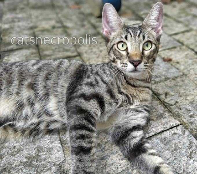 Dashi - gatinho castrado para adoção em Santos