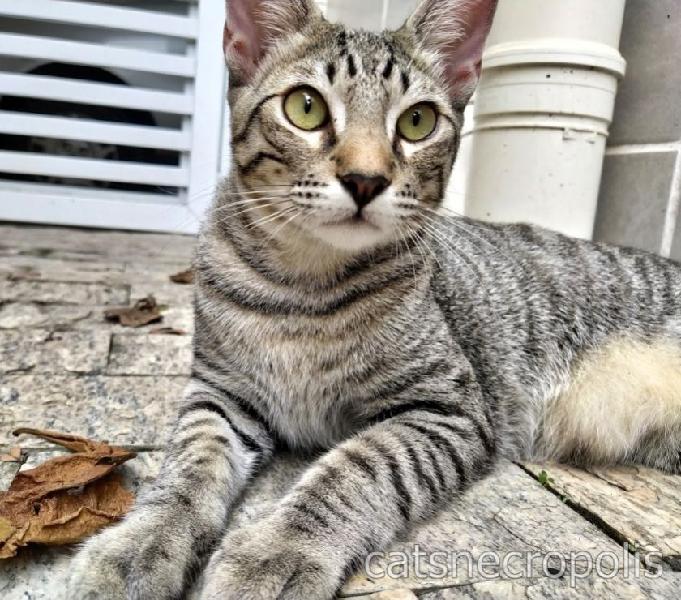 Saquê - gatinho castrado e vacinado para adoção em Santos
