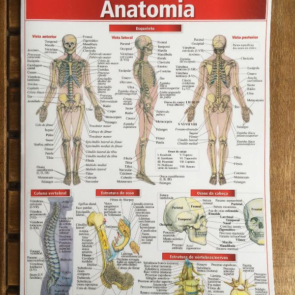 resumão de anatomia