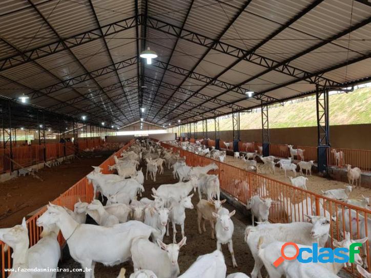 Fazenda para Venda em Silvianópolis / MG no bairro CAPRIL -